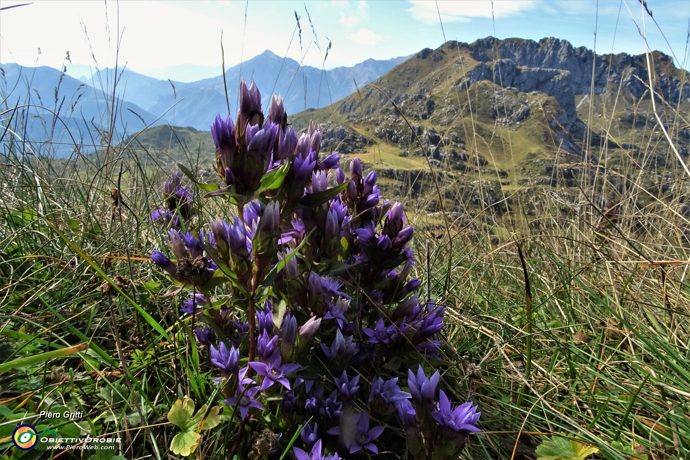 71 Gentiana anisodonta ramosa per lo Zuccone Campelli.JPG